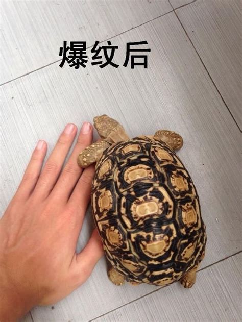 烏龜生長紋 甯字